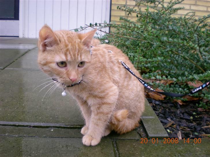 Huskat Bailey billede 4