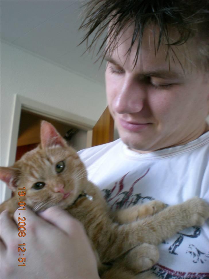 Huskat Bailey billede 5