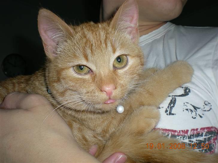 Huskat Bailey billede 6