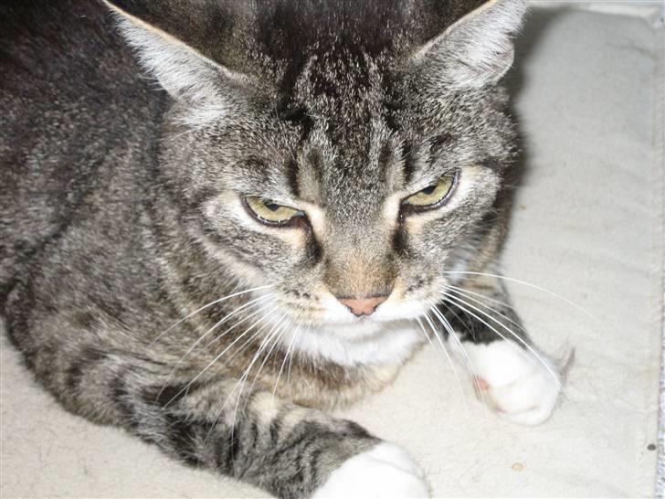 Huskat Mille  billede 2