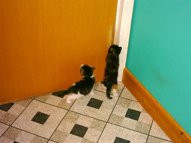 Huskat Mille billede 12