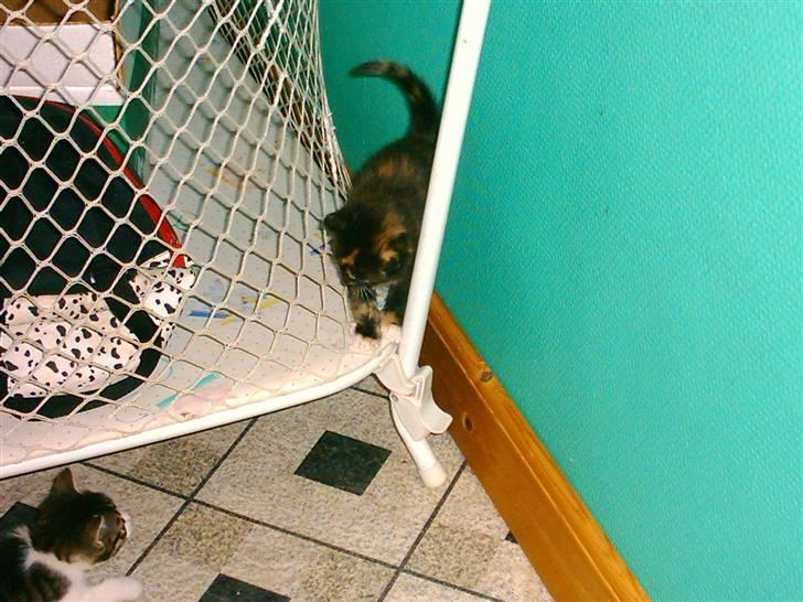 Huskat Mille billede 13