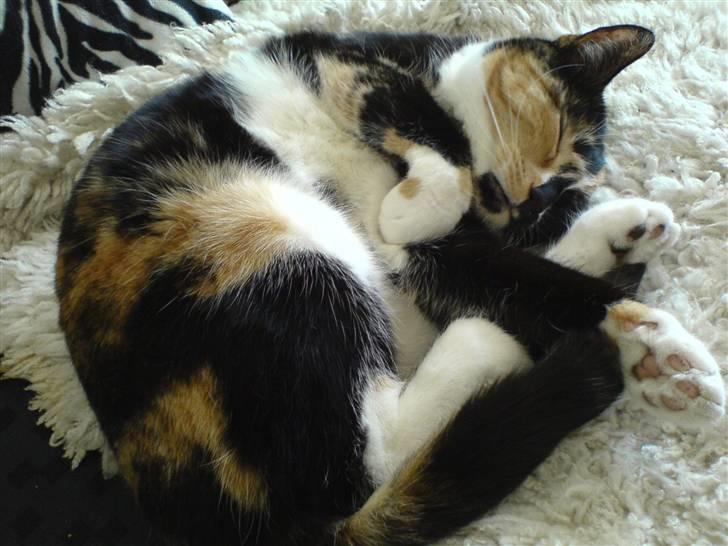 Huskat Frida billede 1