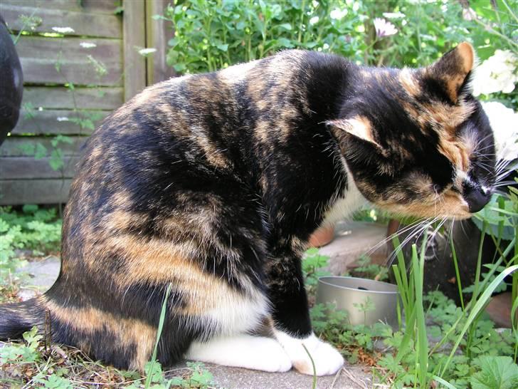 Huskat Frida billede 2