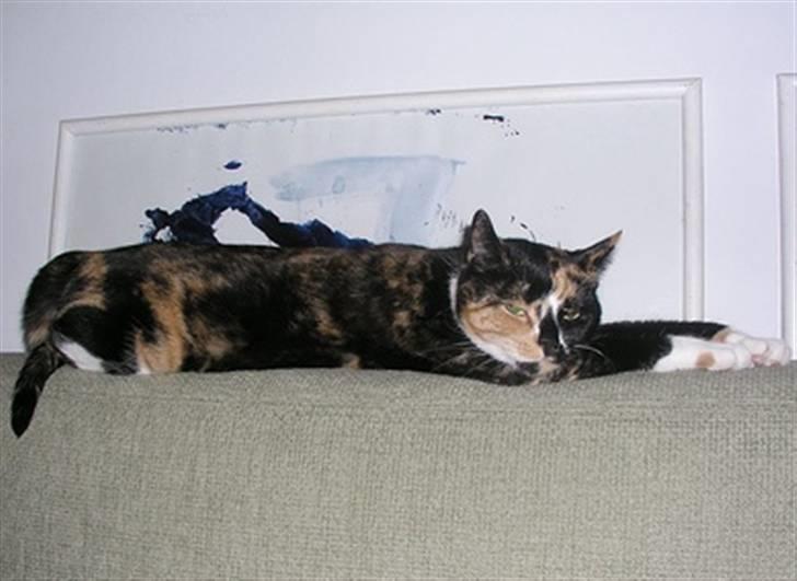 Huskat Frida billede 3