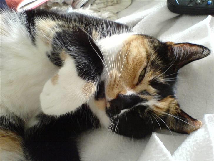 Huskat Frida billede 4