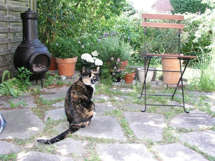 Huskat Frida billede 5