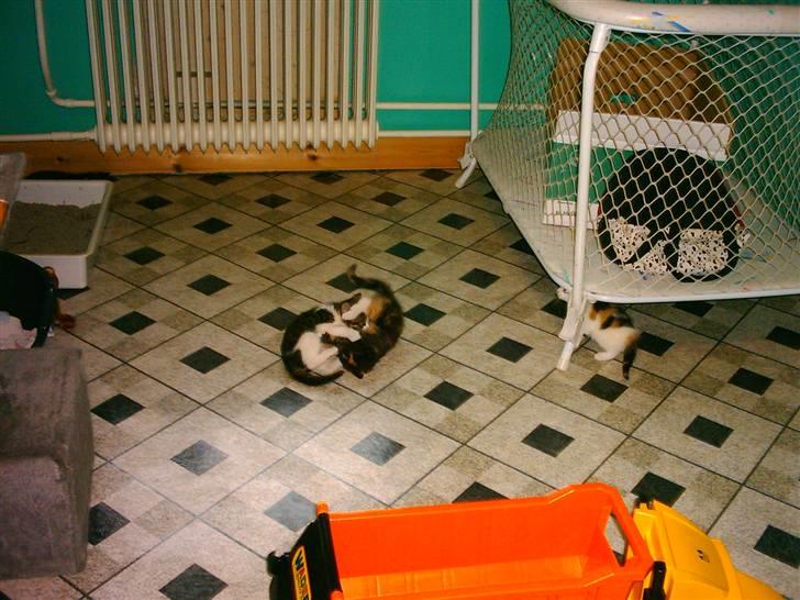 Huskat Mille billede 14