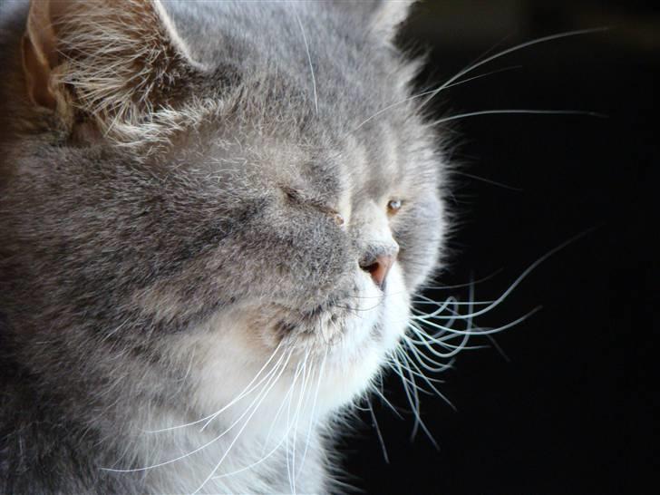 Exotic Cæsar - Hej det er mig Cæsar :o) billede 1