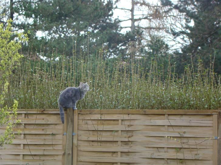 Exotic Cæsar billede 2