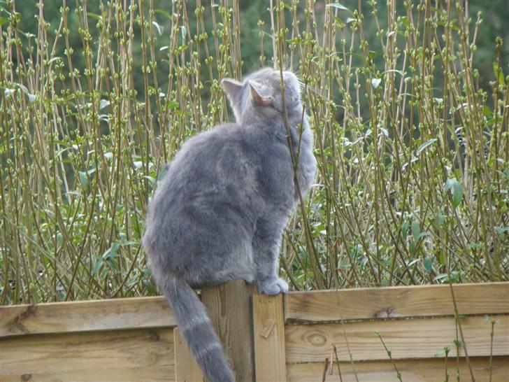 Exotic Cæsar billede 3