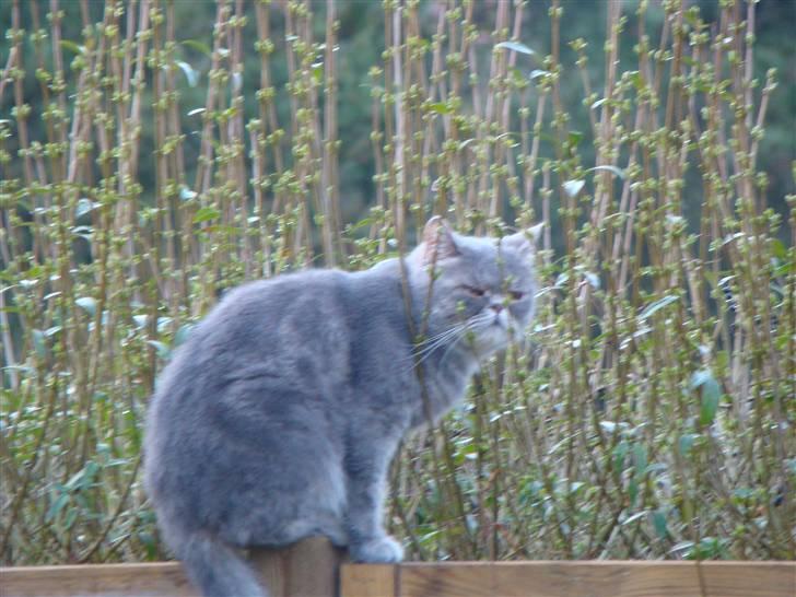 Exotic Cæsar billede 4