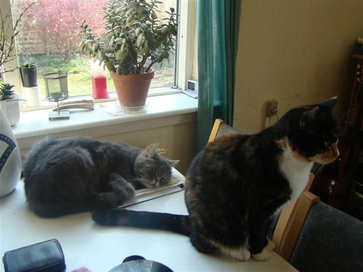 Exotic Cæsar billede 5