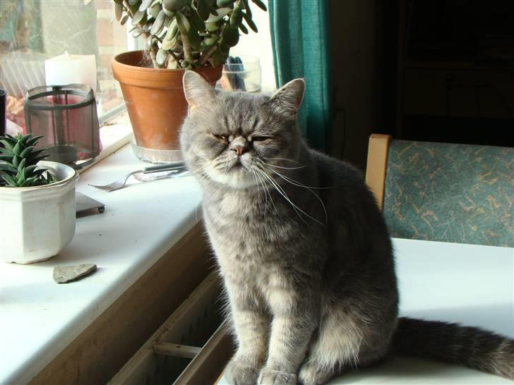 Exotic Cæsar billede 6