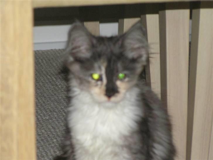 Maine Coon Daine coons Diva P billede 1