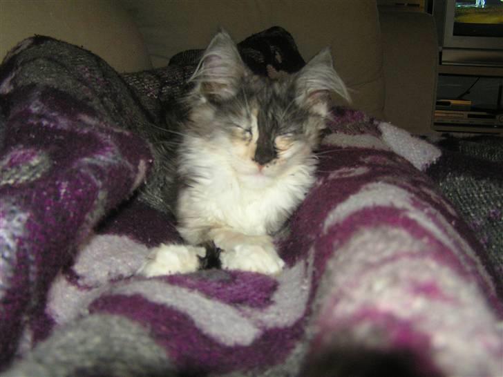 Maine Coon Daine coons Diva P billede 2