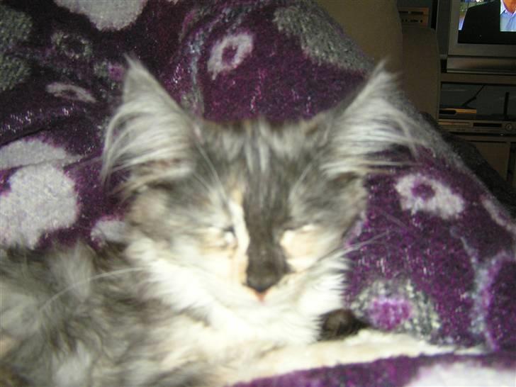 Maine Coon Daine coons Diva P billede 3