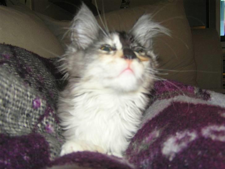 Maine Coon Daine coons Diva P billede 4