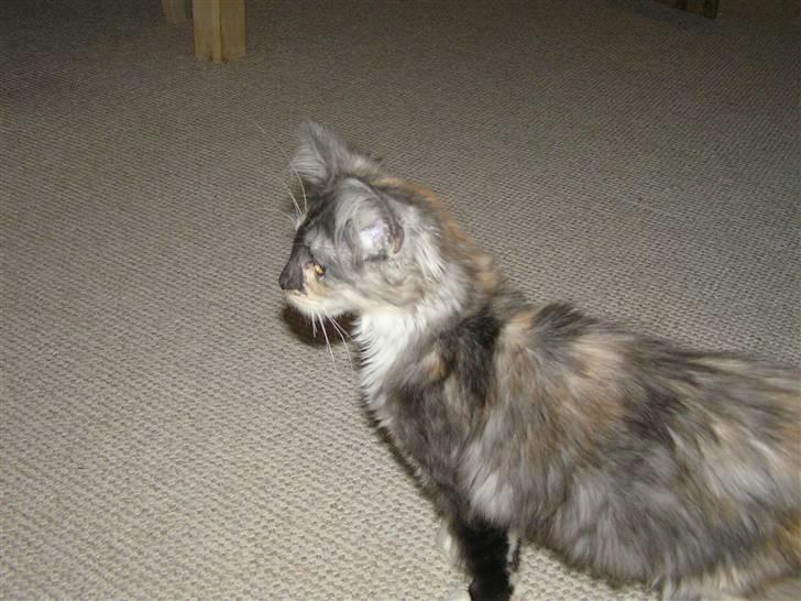 Maine Coon Daine coons Diva P billede 5