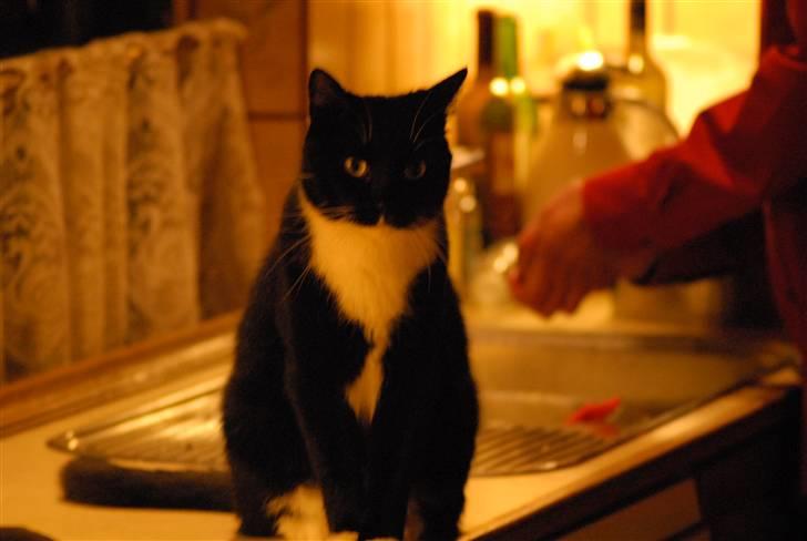 Huskat Pisk billede 12