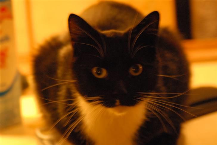 Huskat Pisk billede 13