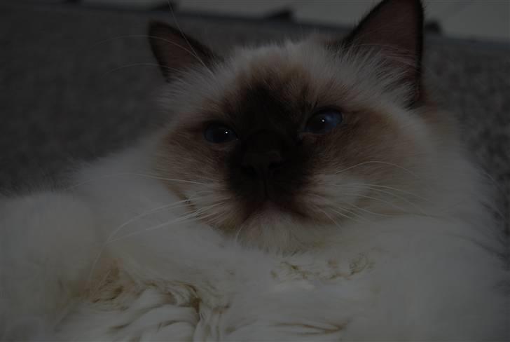 Hellig Birma Bailey's Irish Cream Song - " Se så smuk jeg er blevet!!" billede 14