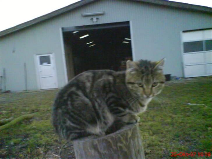 Huskat Puma billede 1