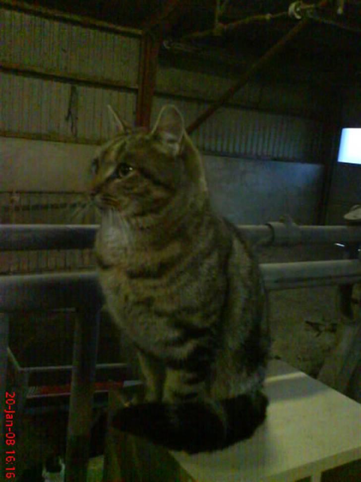 Huskat Puma billede 2