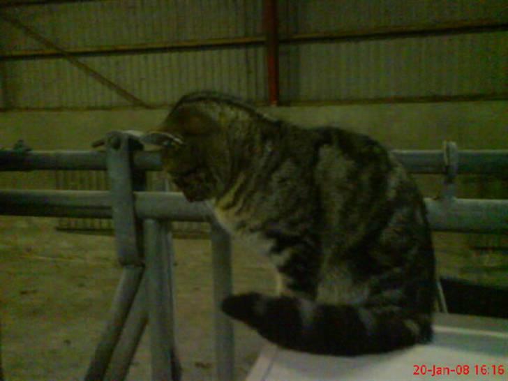 Huskat Puma billede 3