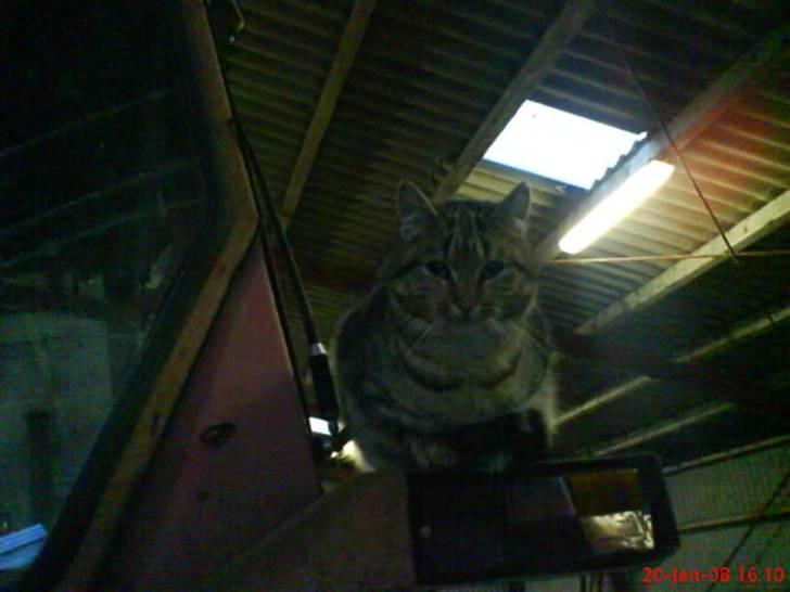 Huskat Puma billede 4