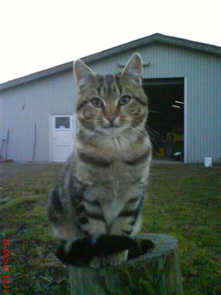 Huskat Puma billede 5