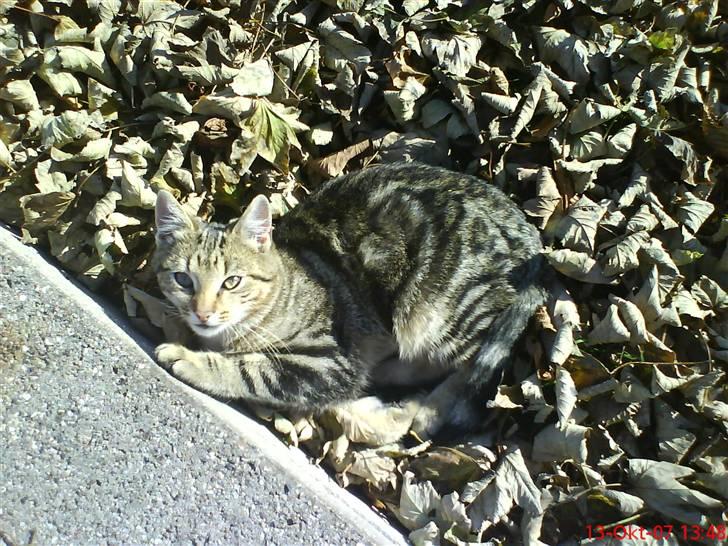 Huskat Puma billede 7