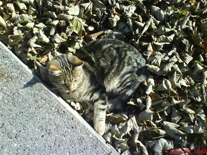 Huskat Puma billede 8