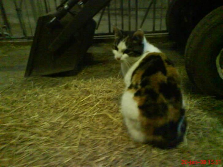 Huskat Babaloo billede 1