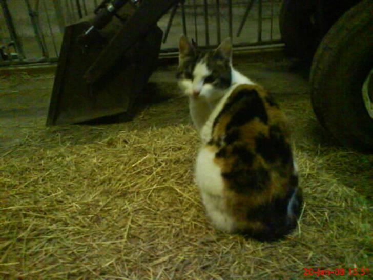 Huskat Babaloo billede 2