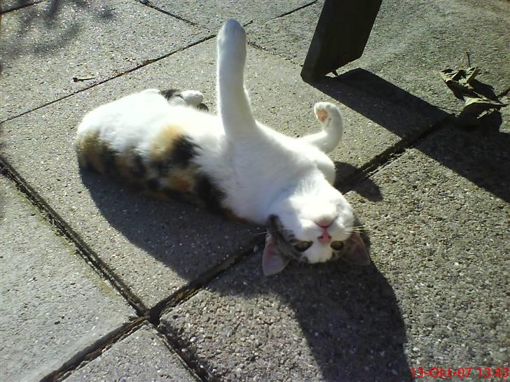 Huskat Babaloo billede 3