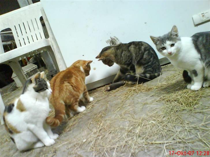 Huskat Babaloo - Fra venstre: Babaloo, Futte, Puma & Lilje billede 4