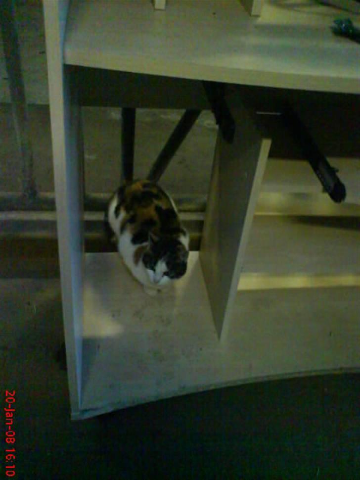 Huskat Babaloo billede 6