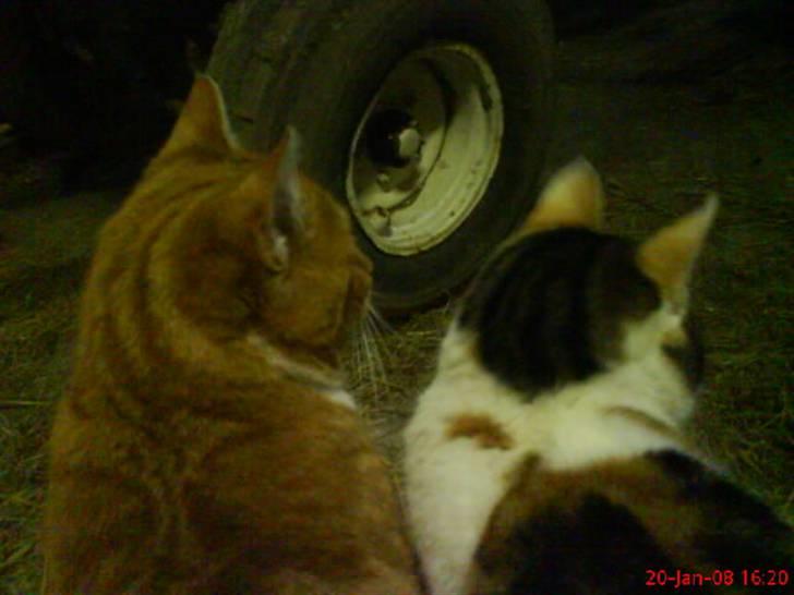 Huskat Babaloo - Futte & Babaloo billede 7