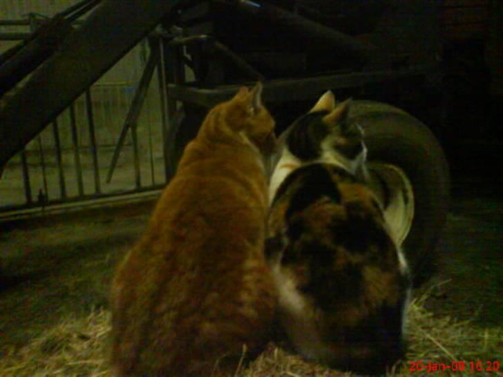 Huskat Babaloo - Futte & Babaloo billede 8