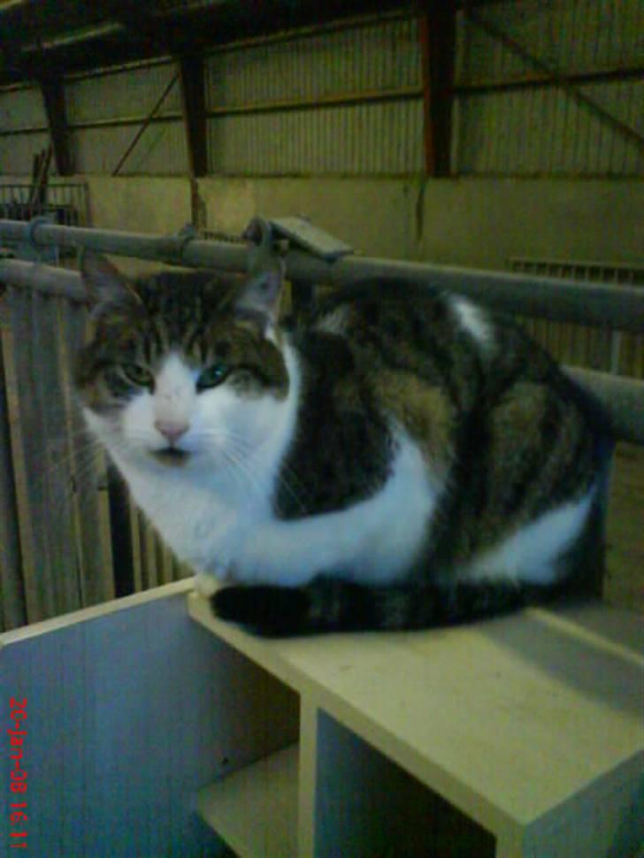 Huskat Pjuske billede 1