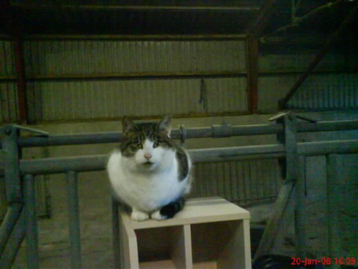 Huskat Pjuske billede 2