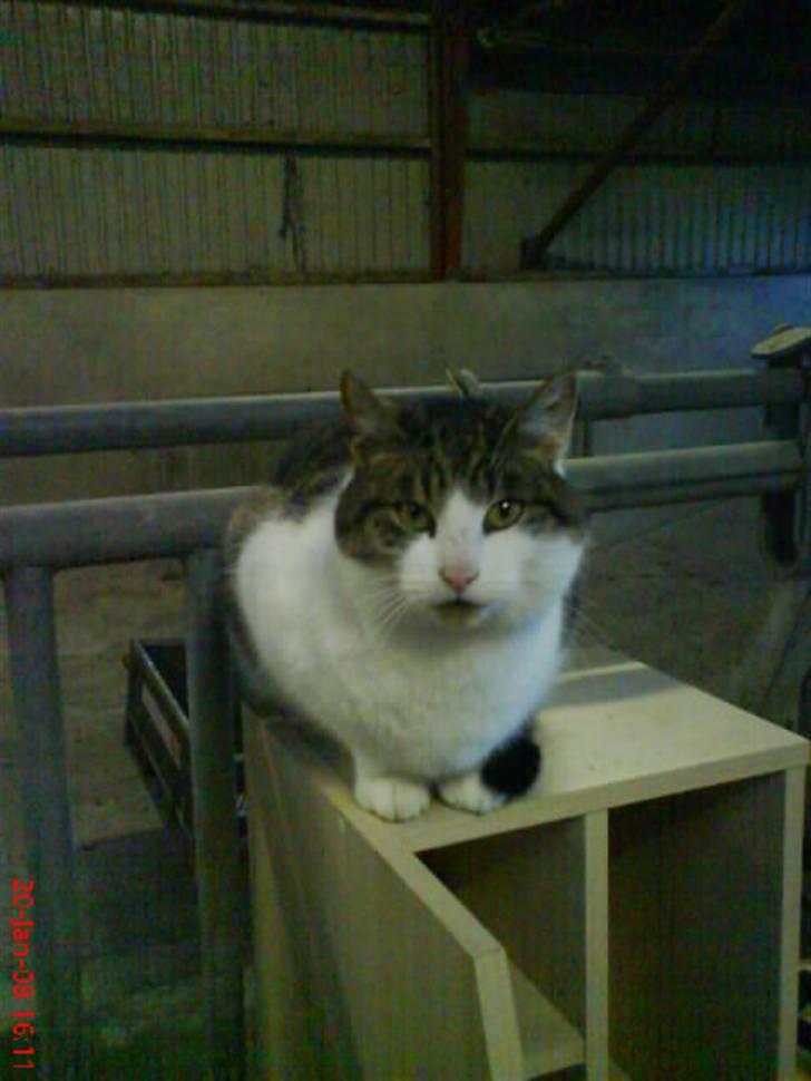 Huskat Pjuske billede 3