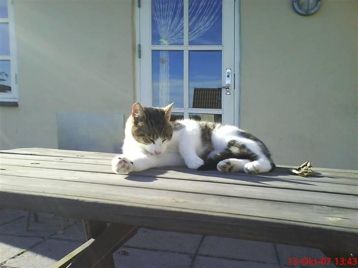 Huskat Pjuske billede 4