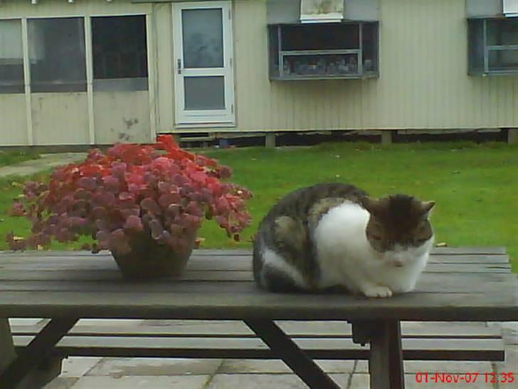 Huskat Pjuske billede 5