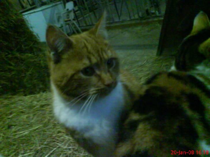 Huskat Futte billede 1