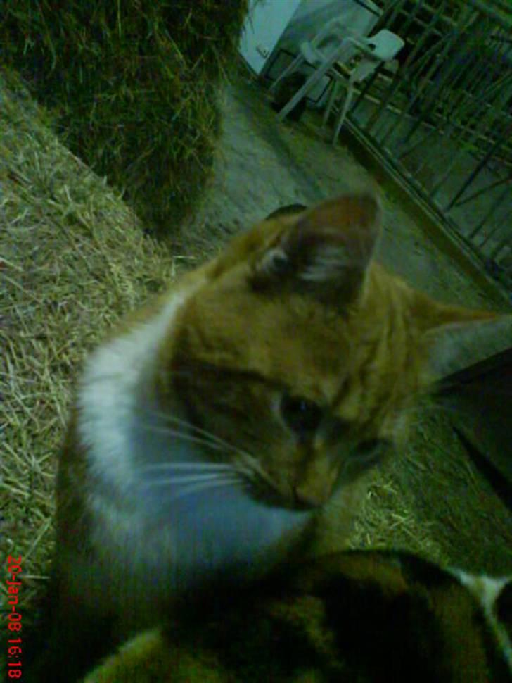 Huskat Futte billede 2