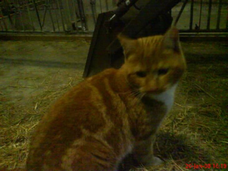 Huskat Futte billede 3