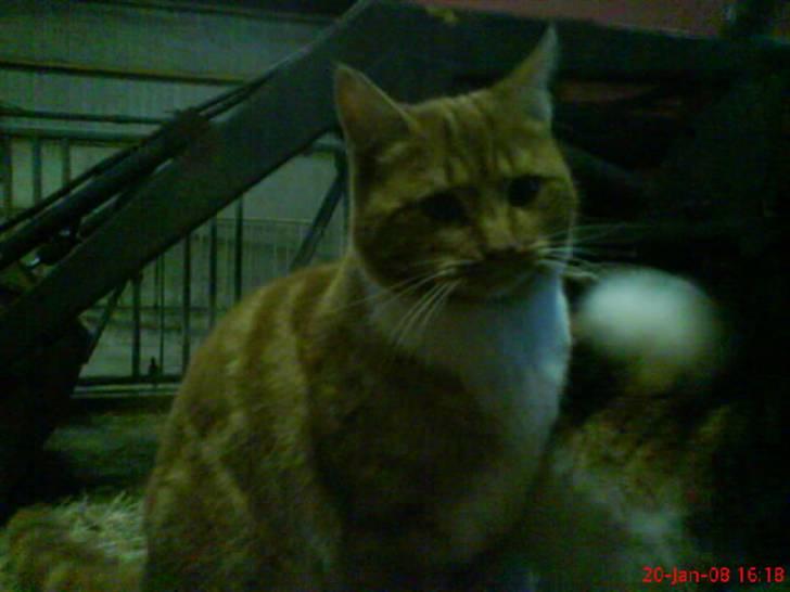 Huskat Futte billede 4