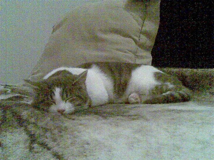 Huskat Miss Cuty Pie - slænger lidt på stolen billede 1